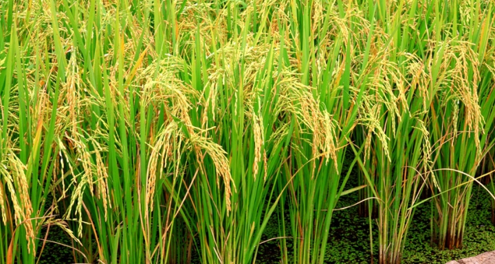 021717_LH_arsenic-plants_main.jpeg