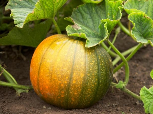 pumpkin.jpeg