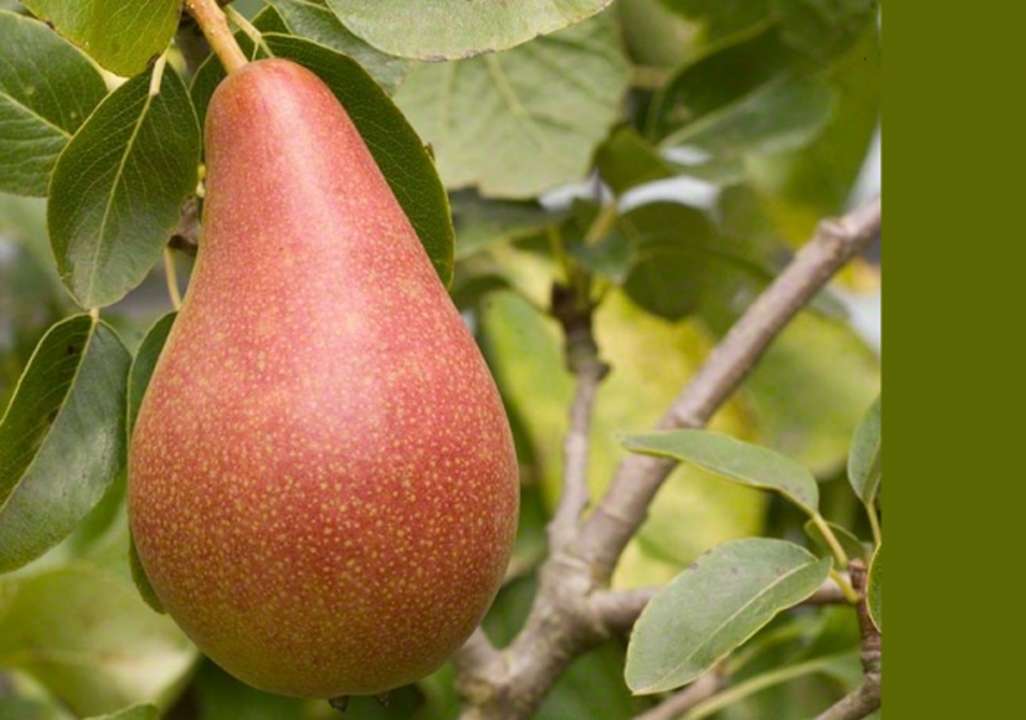  हिमाचल प्रदेश में नाशपाती की खेती