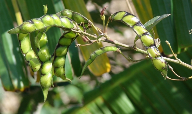 Pigeon Pea Farming Punjab