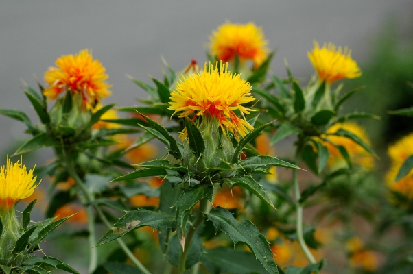 Safflower_Carthamus_tinctorius_050709b.jpg