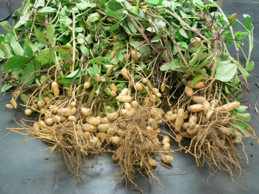 Groundnut Crop Information