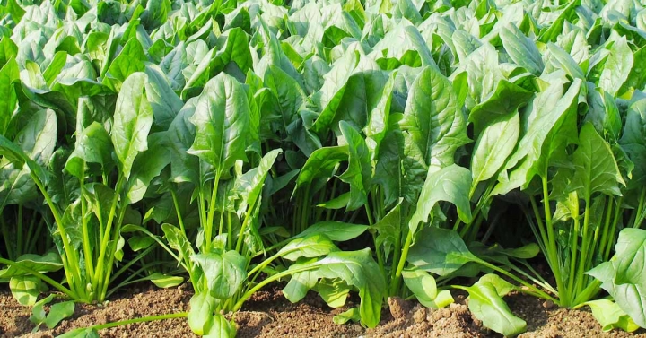 growing-spinach-field-FB.jpg