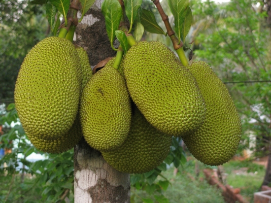 Jackfruit Crop