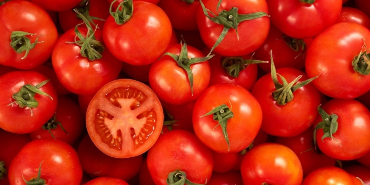 Plantation Of Tomato Crop