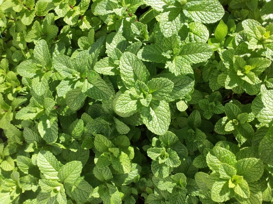 mint-plant.jpg