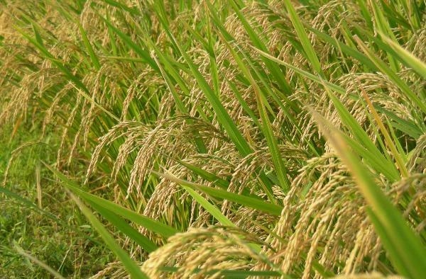 Production of Rice Crop