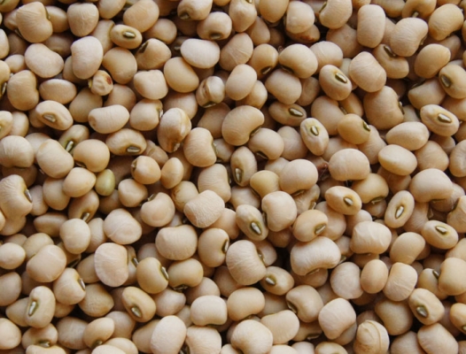 Cowpea Crop Punjab