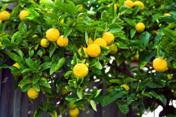 Citrus Tree Spacing Chart