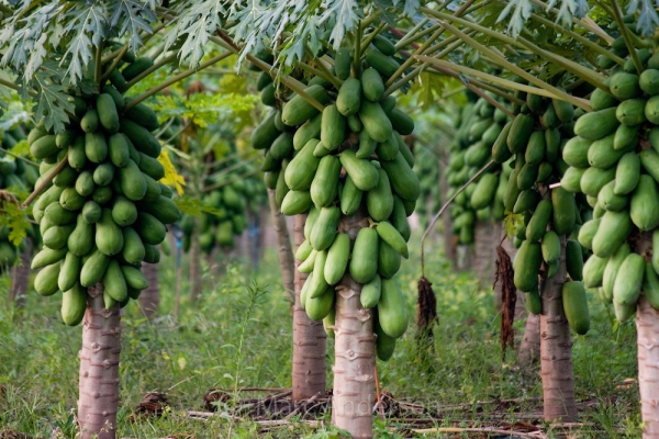 Papaya Horticulture Uttarakhand