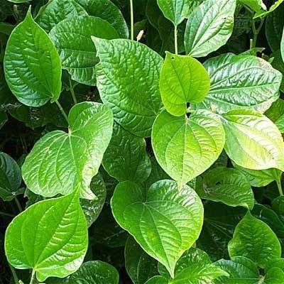 उत्तर प्रदेश में पान के बारे में जानकारी