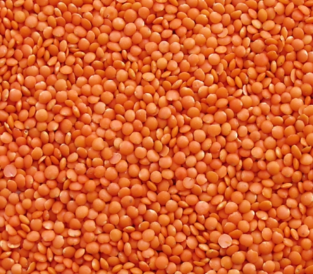 Lentil (Masur) Crop Production