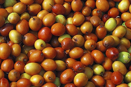 Fruit Ber crop
