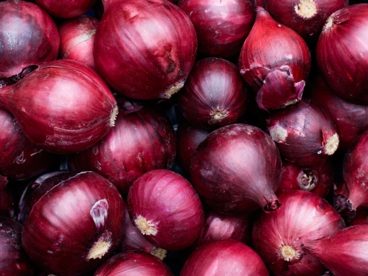 Farming of Rabi onion