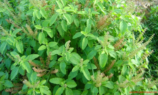 Tulsi Plantation