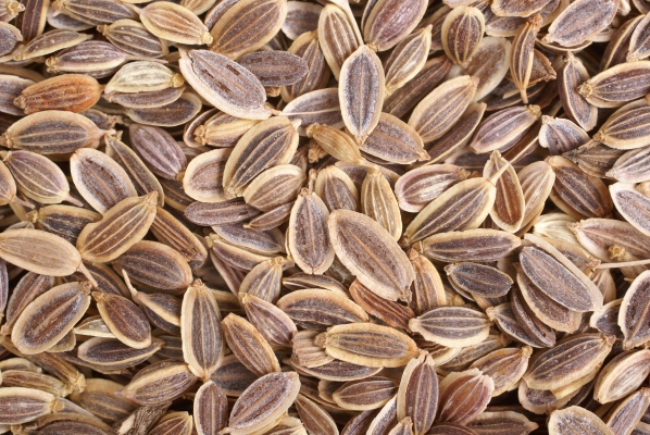 Dill Seeds Crop Cultivation