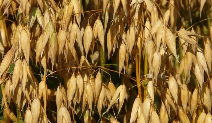 oats.jpg
