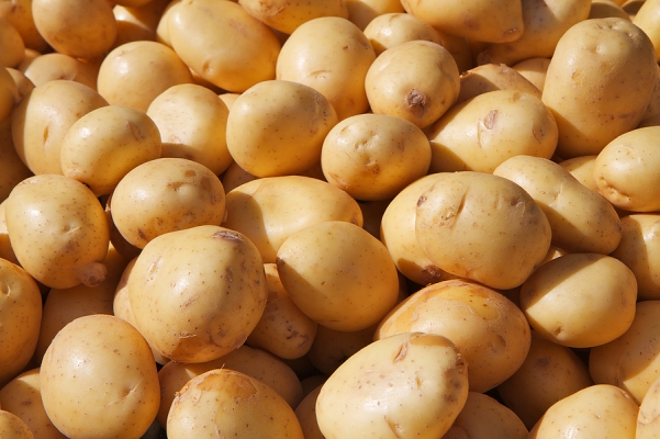 Potato Crop Cultivation Rajasthan