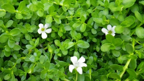 Brahmi crop