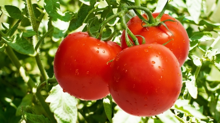 7932idea99Tomatoes-HD-Image-011.jpg