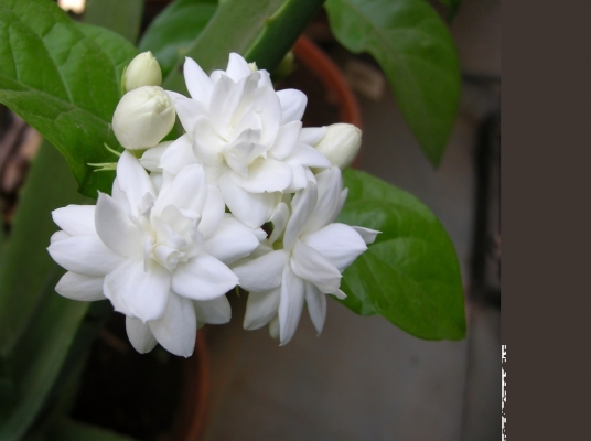 Jasmine Information