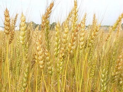 हिमाचल प्रदेश में बाजरा उत्पादन