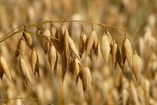 Oats Crop Cultivation Rajasthan