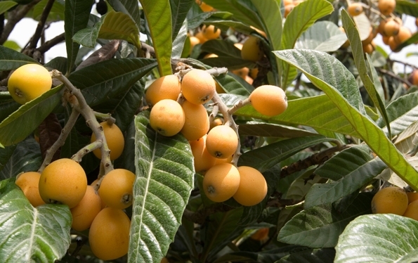 लोकाट फल की खेती