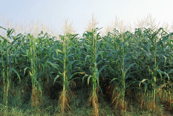 Teosinte Crop Farming