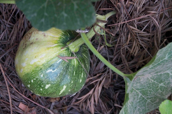 Production of pumpkin