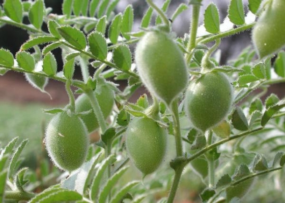चने फसल की जानकारी