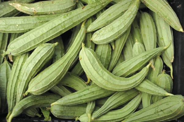 Ridge-gourd.jpg
