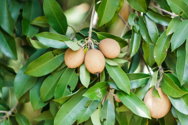 sapota.JPG