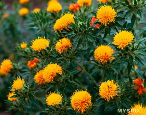 Safflower Farming Information