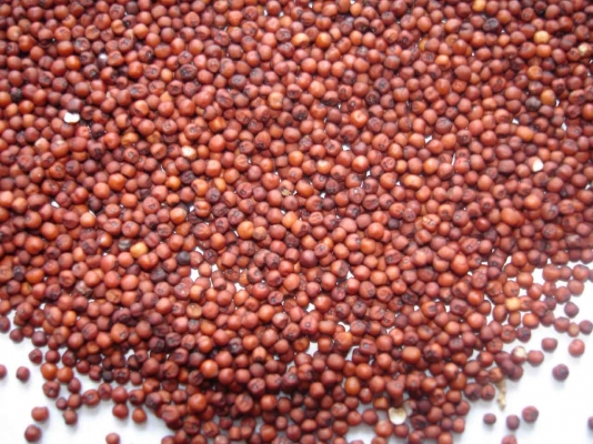 Finger Millet Cultivation