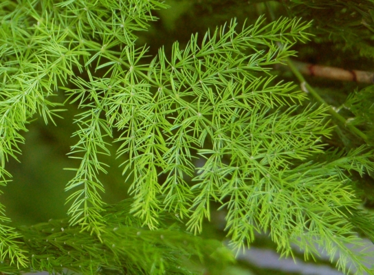 Shatavari Crop Seeds