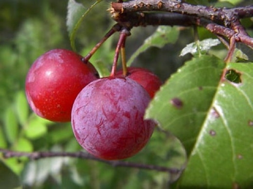 Plum Information 