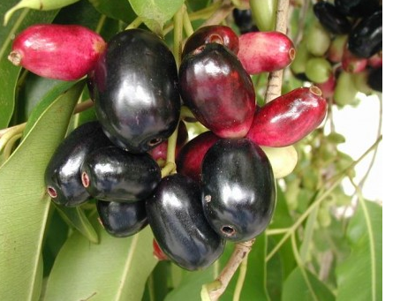 Grow Jamun in Punjab