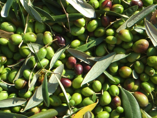 Olive Cultivation