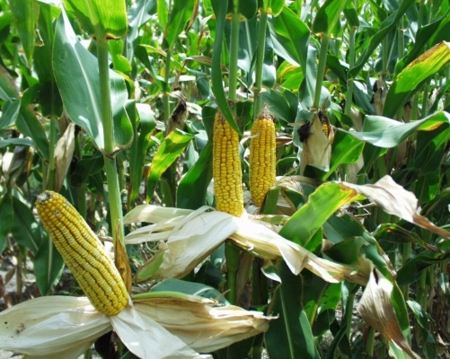 Rabi Maize Crop Punjab