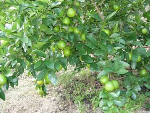 Lime Crop Information