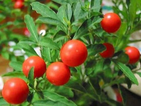 ashwagandha_medical_medium.jpg