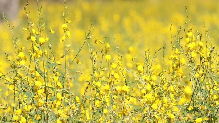 Sunhemp farming Punjab