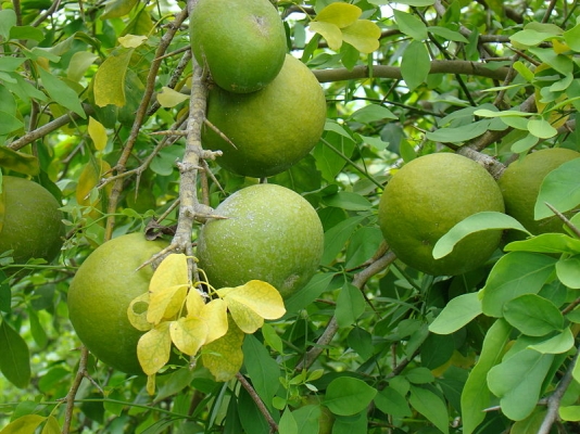 Indian Bael Crop
