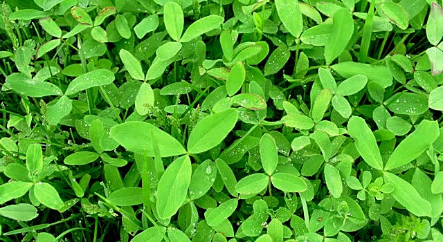 Berseem Crop Farming