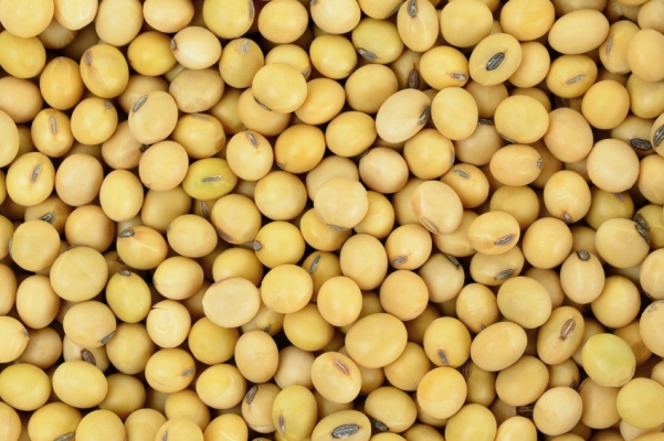 Soybean_AdobeStock_109346220_E.jpg