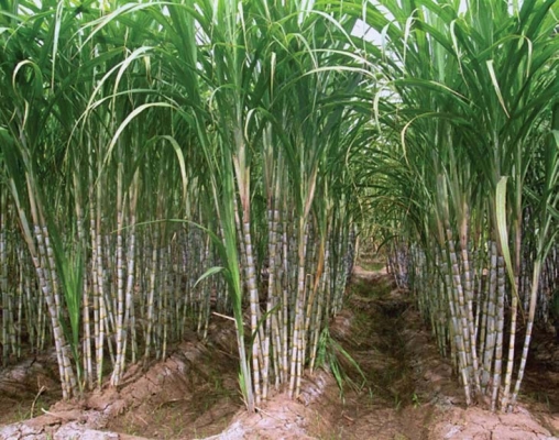 Information of Sugarcane Crop