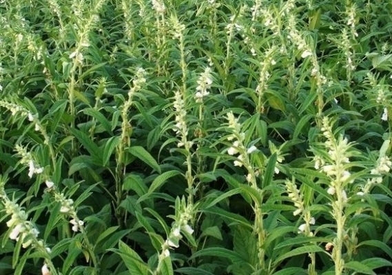 Sesame Crop