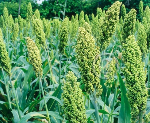 Sorghum Crop Punjab 