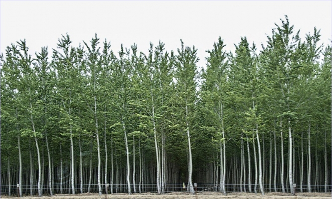 Irrigation of Poplar 